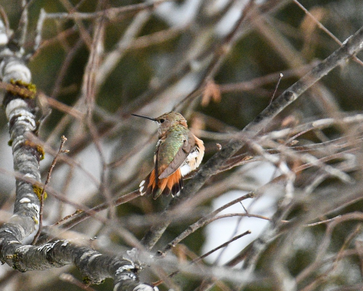 Rufous Hummingbird - ML646376927