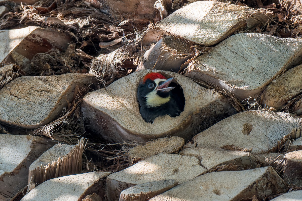 Acorn Woodpecker - ML646376928