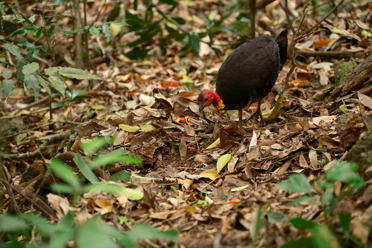Australian Brushturkey - ML646376929