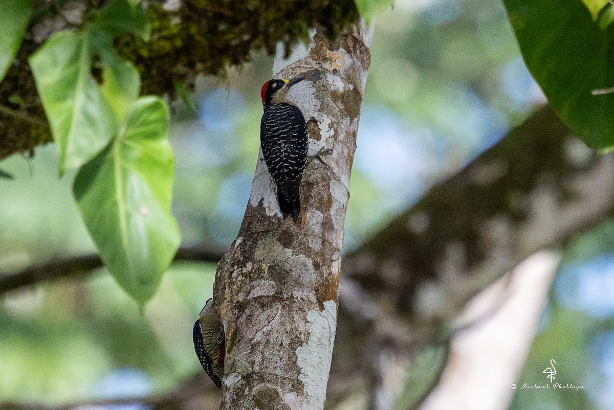 Black-cheeked Woodpecker - ML646376930