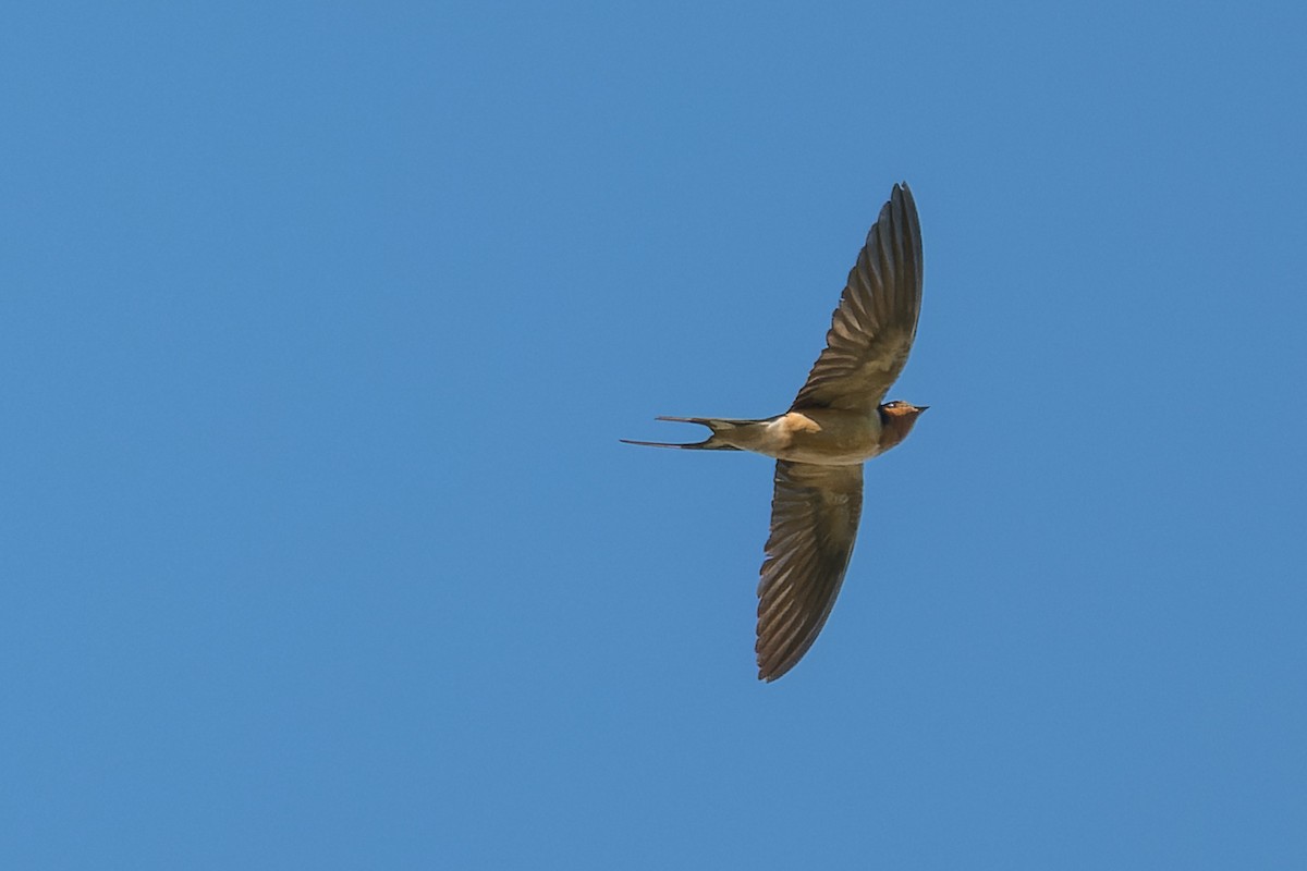 Barn Swallow - ML646376931