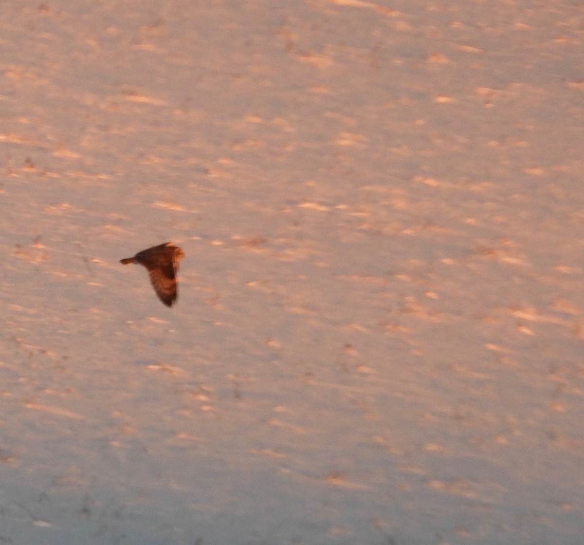 Short-eared Owl - ML646376933