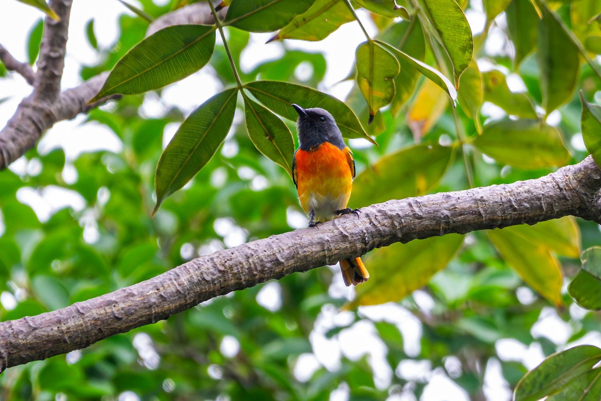 Small Minivet - ML646376935