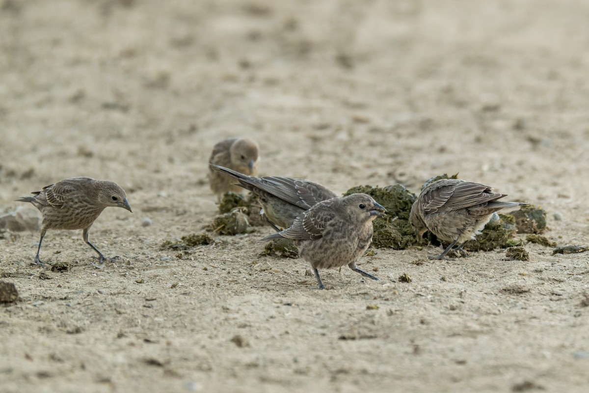 Brown-headed Cowbird - ML646376936