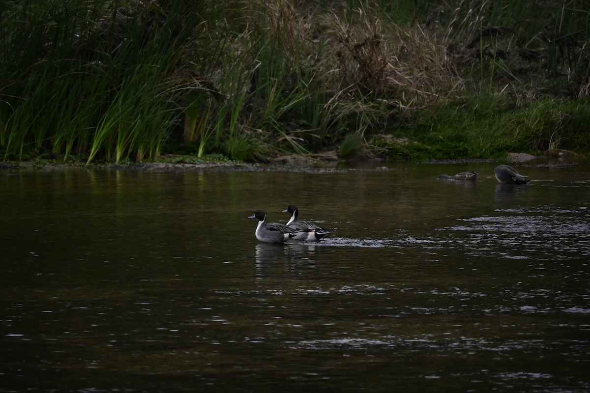 Northern Pintail - ML646376937