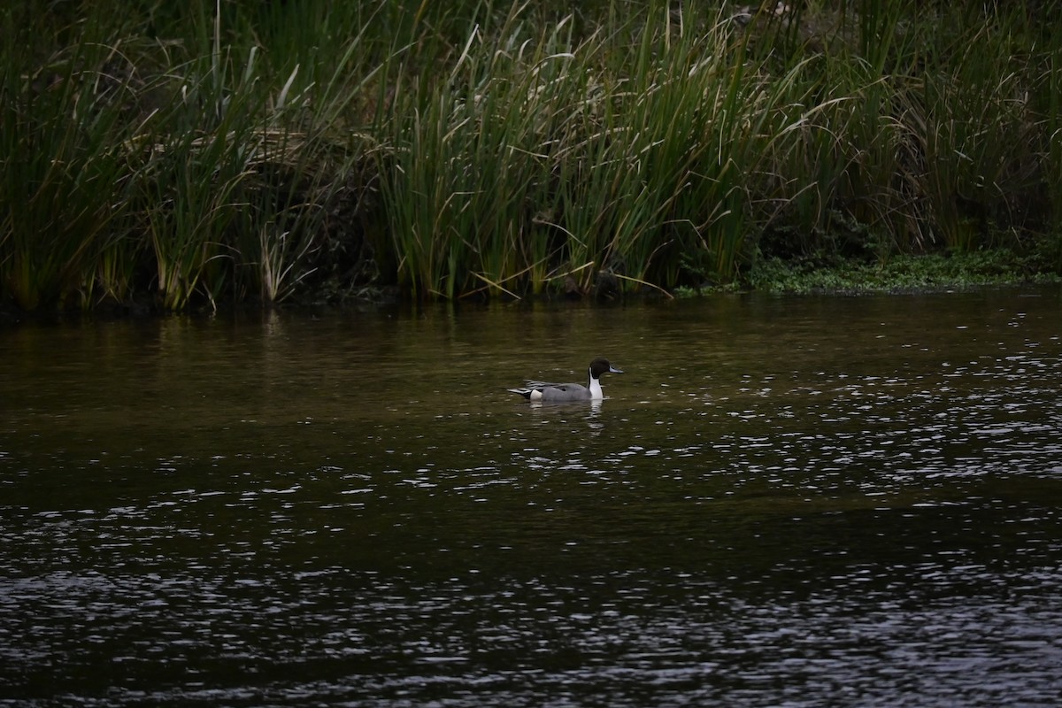 Northern Pintail - ML646376938