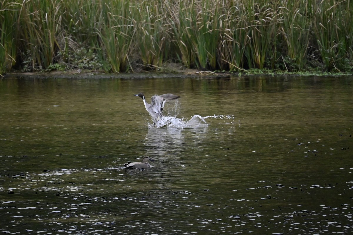 Northern Pintail - ML646376939