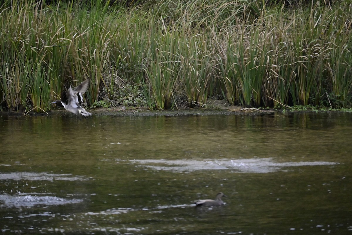 Northern Pintail - ML646376940