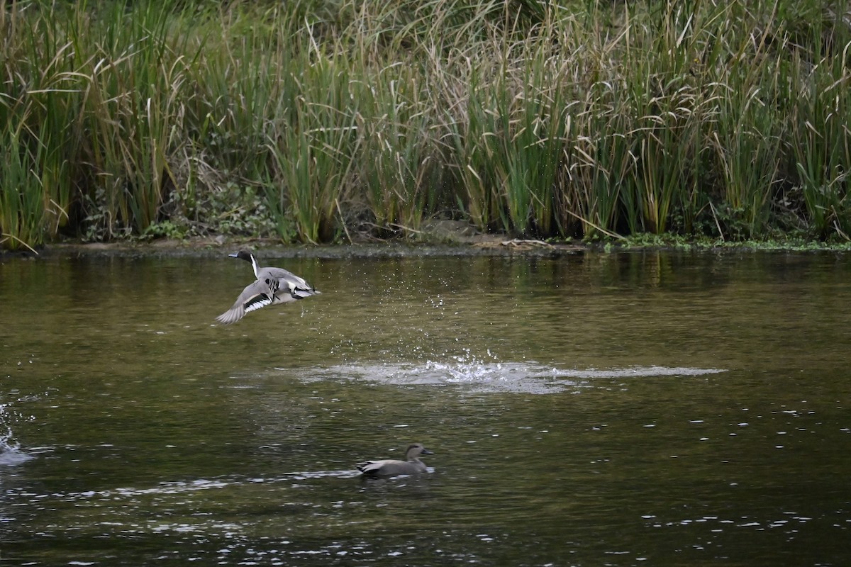 Northern Pintail - ML646376941
