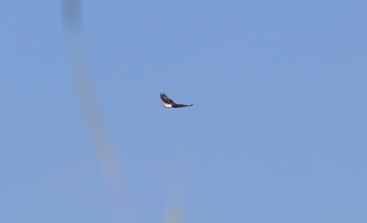 White-tailed Hawk - ML646376943