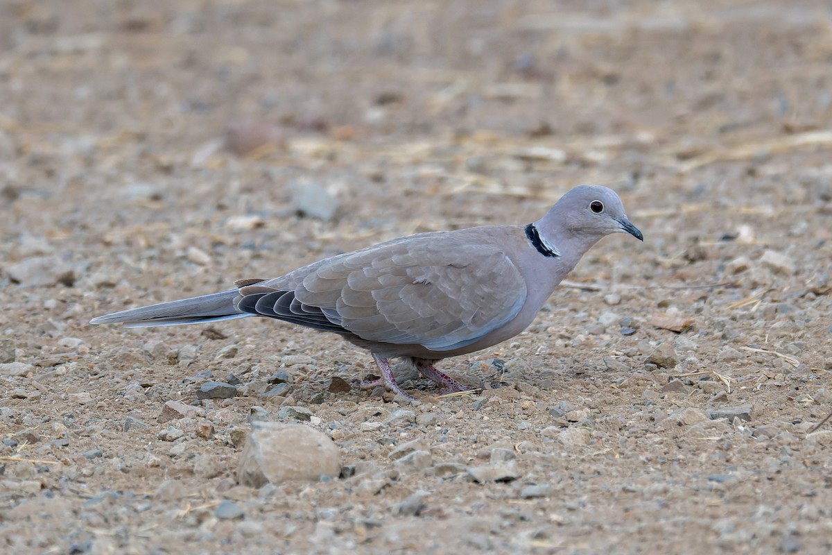 Eurasian Collared-Dove - ML646376945