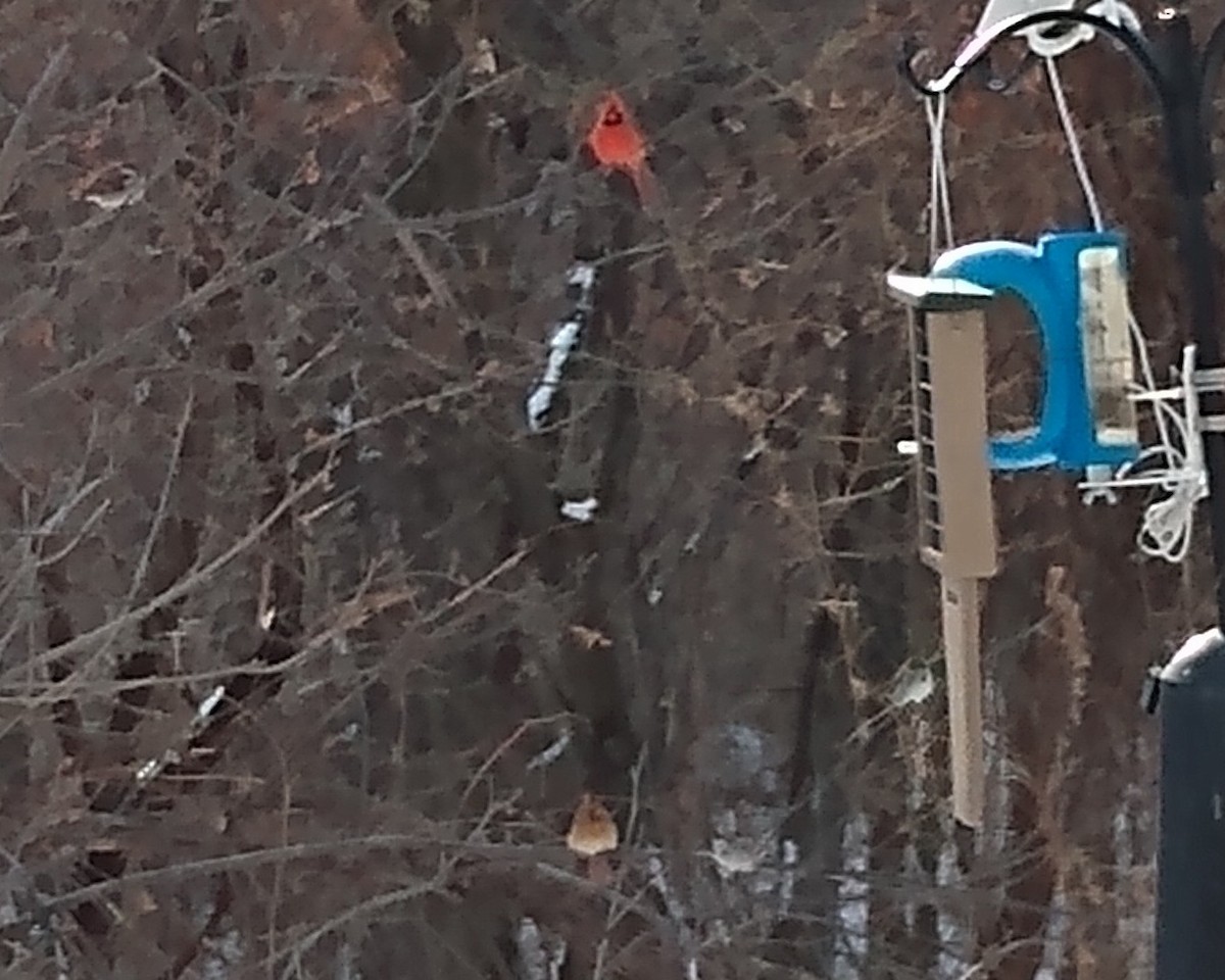 Northern Cardinal - ML646376946