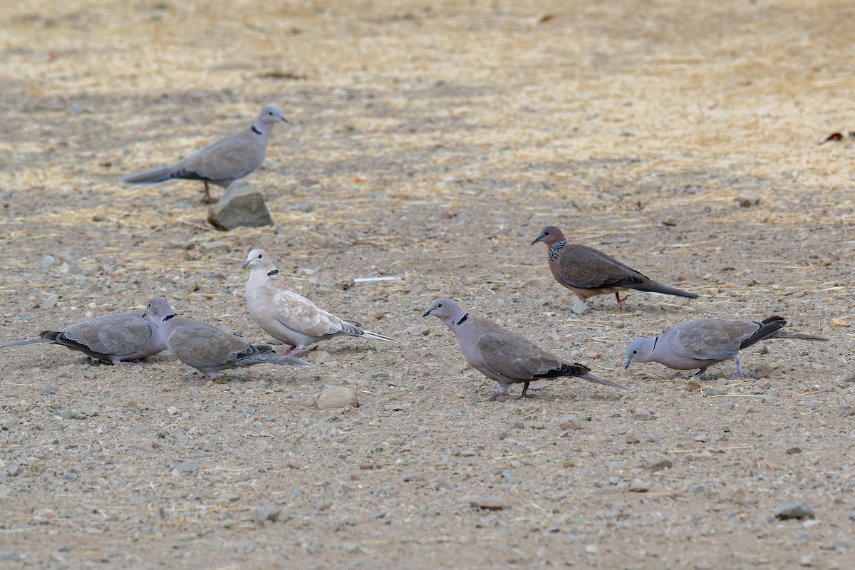 Eurasian Collared-Dove - ML646376947