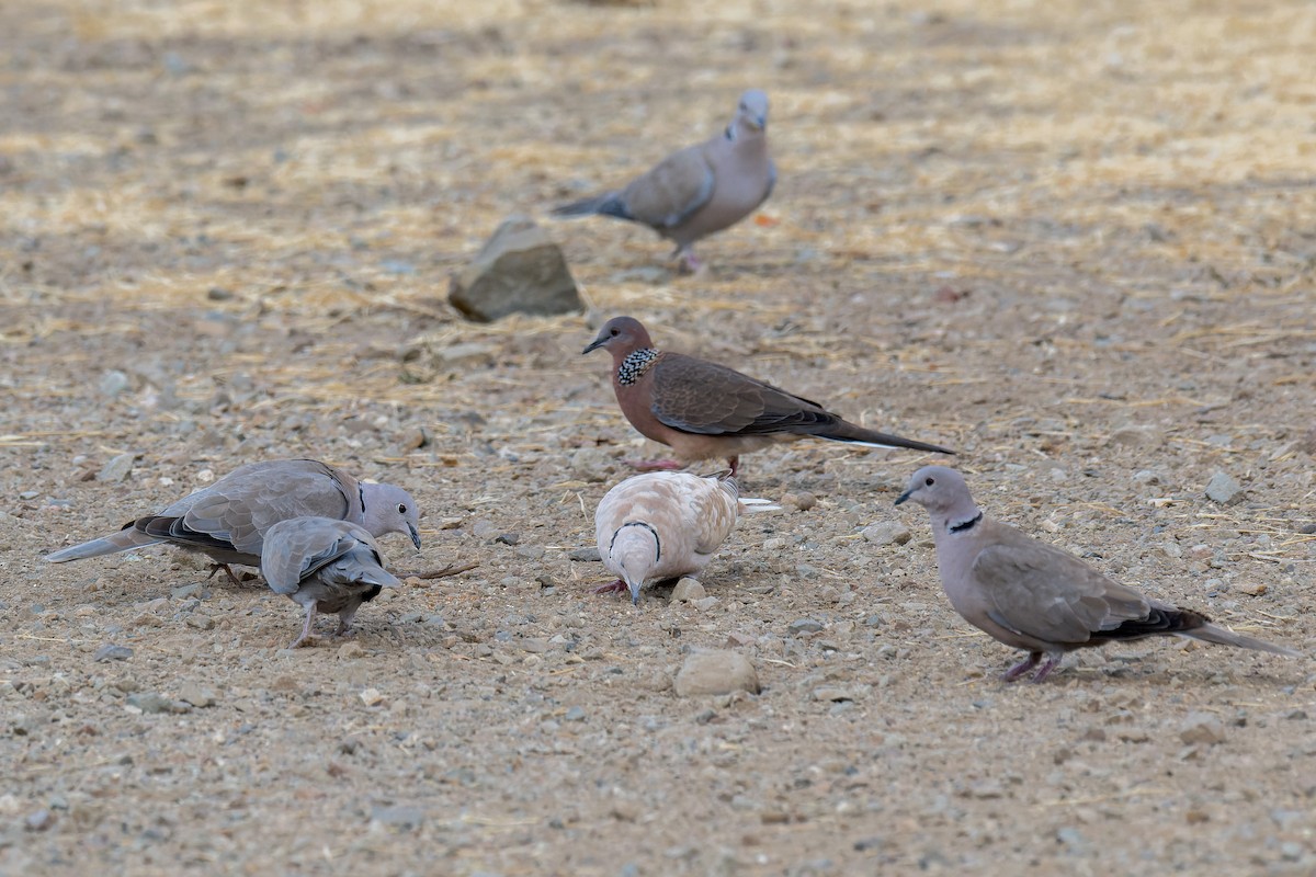 Eurasian Collared-Dove - ML646376948