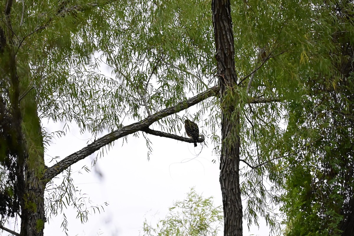 Red-shouldered Hawk - ML646376949