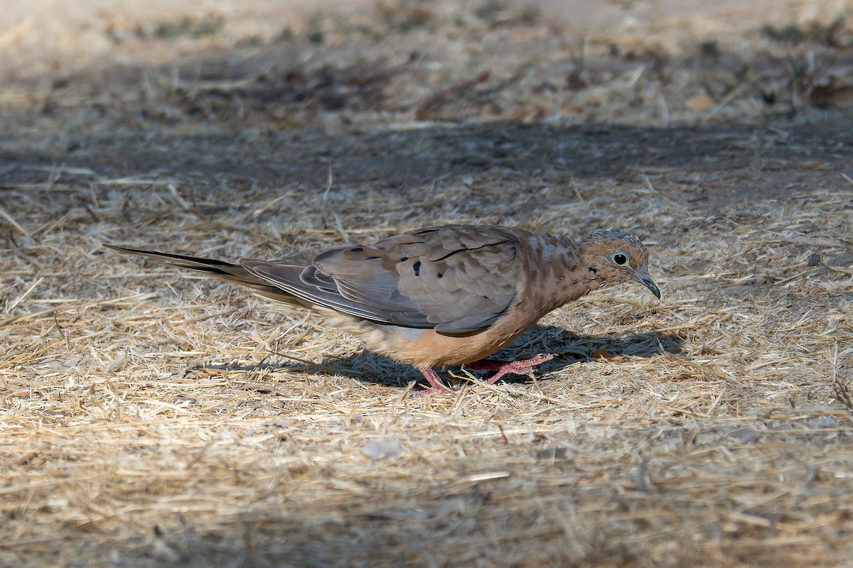 Mourning Dove - ML646376952