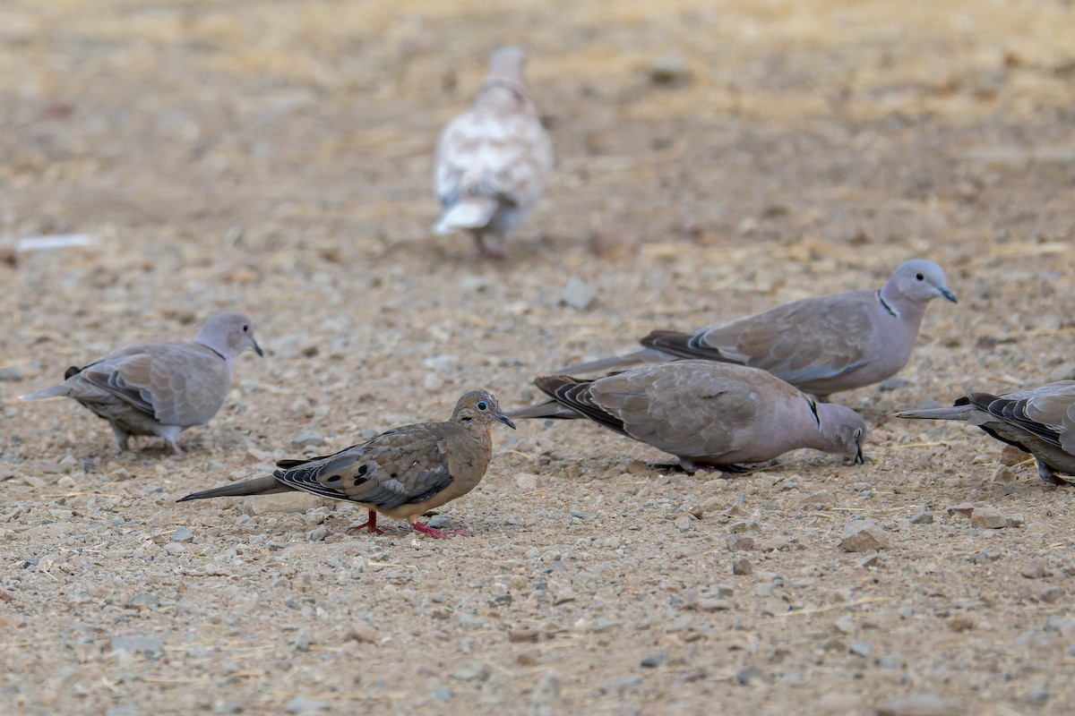 Mourning Dove - ML646376953