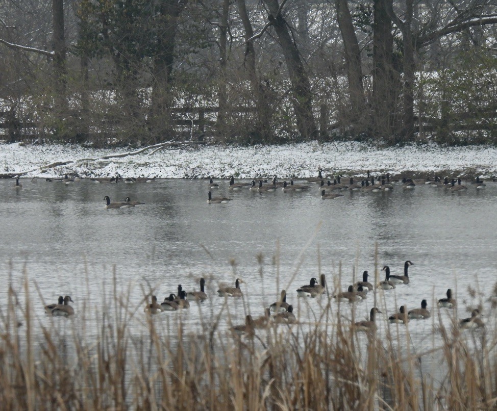 Canada Goose - ML646376959