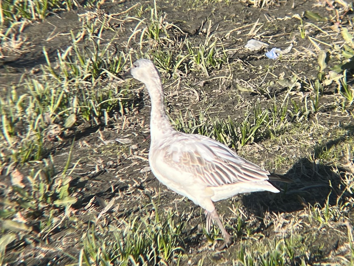 Snow Goose - ML646376962