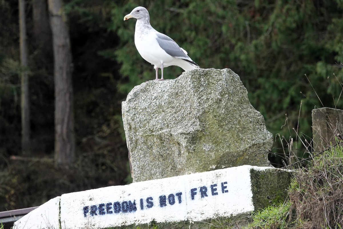 Western x Glaucous-winged Gull (hybrid) - ML646376963