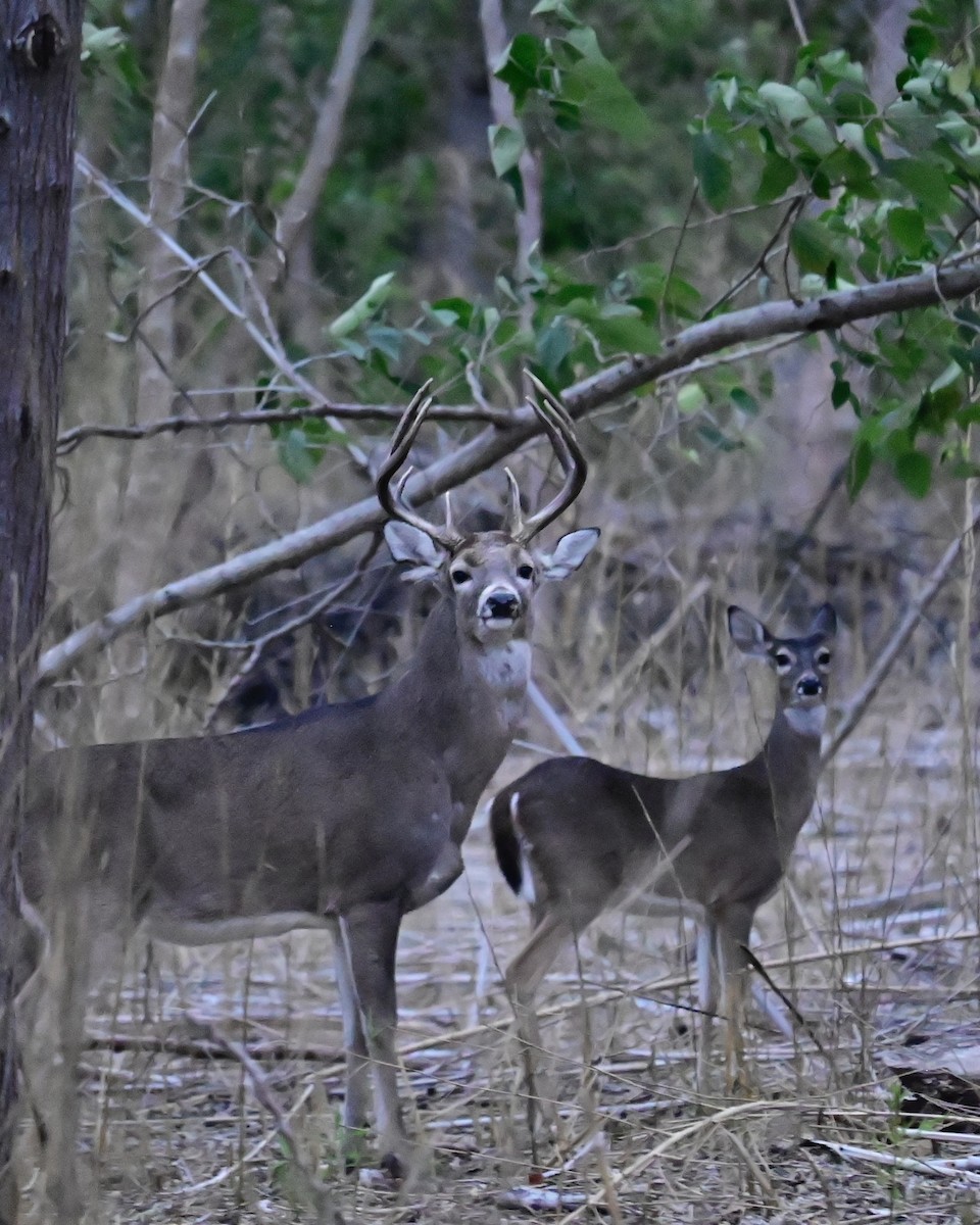 Animals - ML646376964