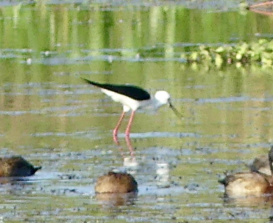 Échasse blanche - ML646376966