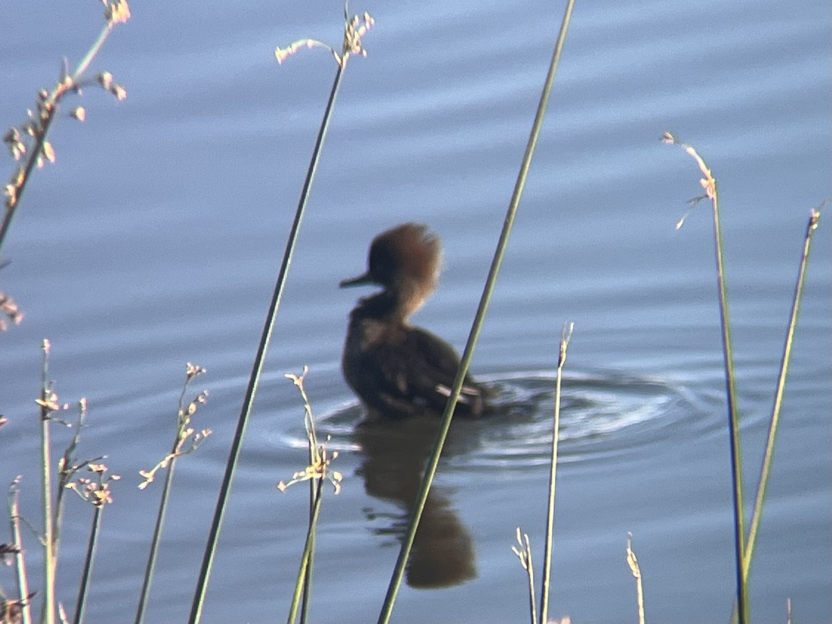 Hooded Merganser - ML646376967