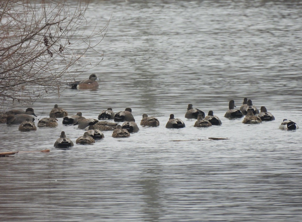 Серая утка - ML646376969