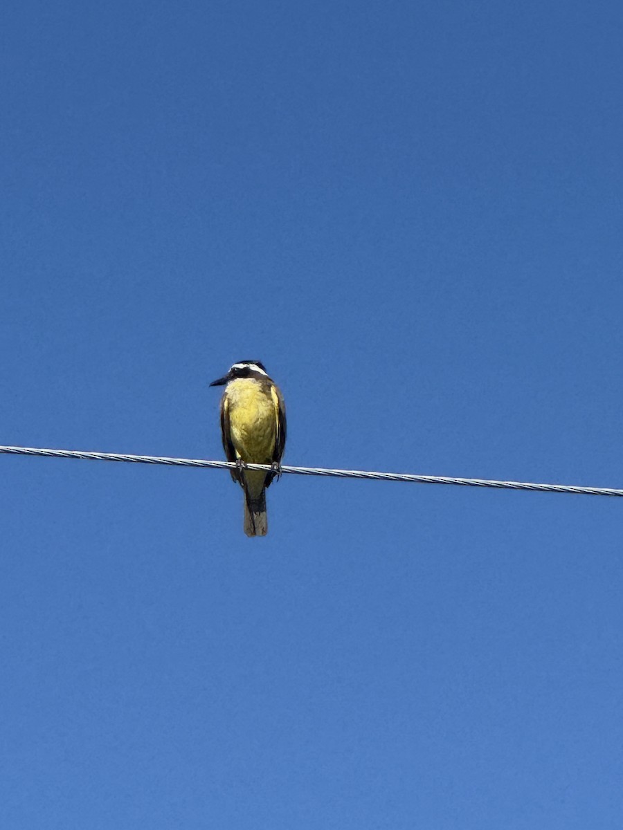 Great Kiskadee - ML646376970