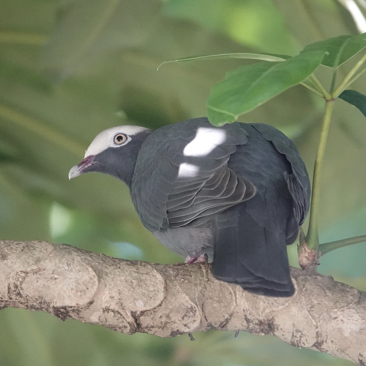 White-crowned Pigeon - ML646376971