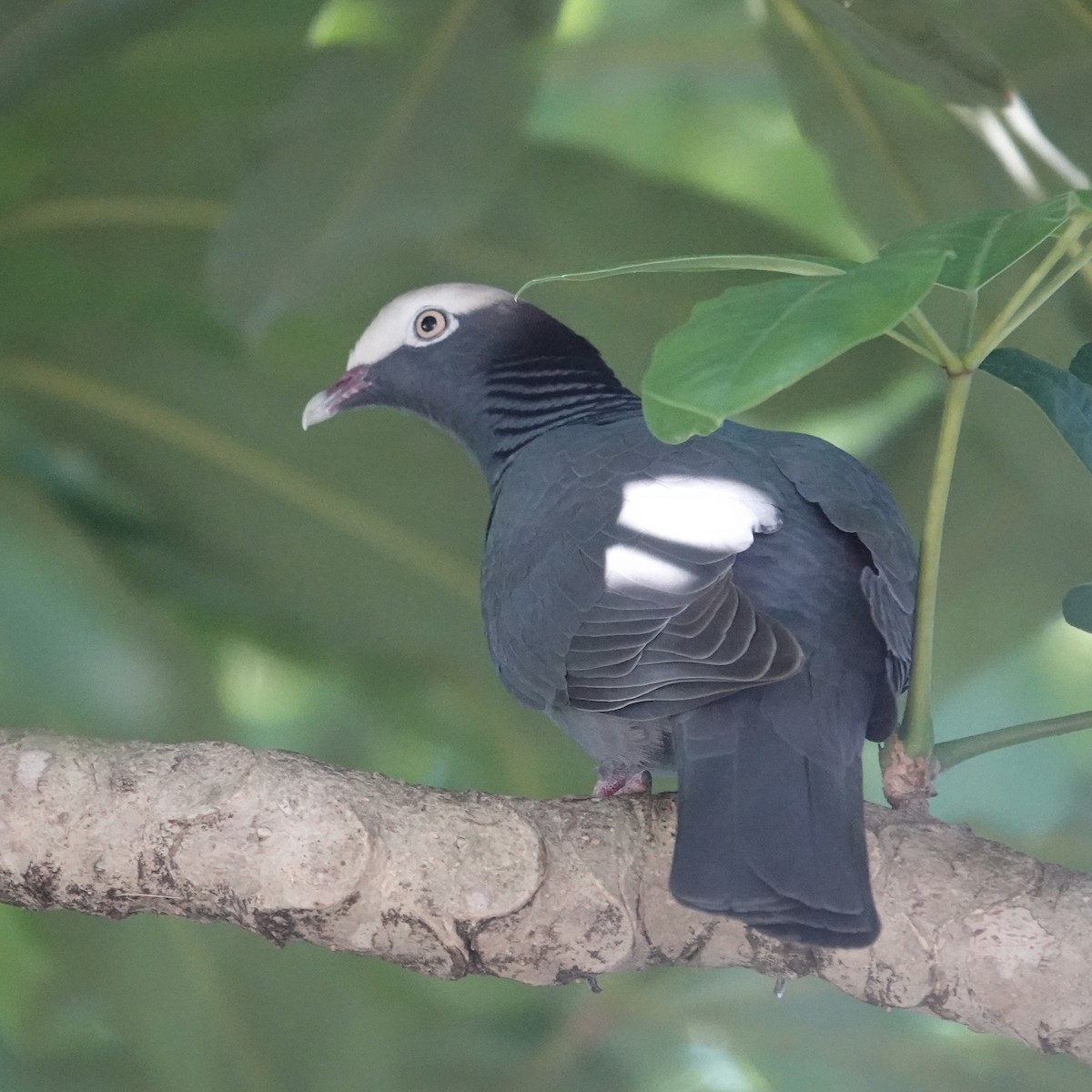 White-crowned Pigeon - ML646376972