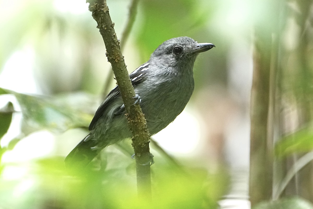 Amazonian Antshrike - ML646376976