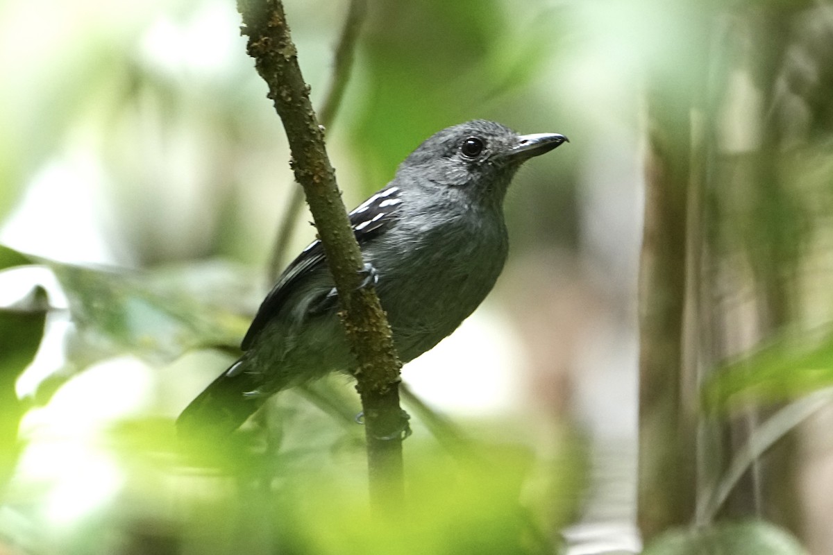 Amazonian Antshrike - ML646376977