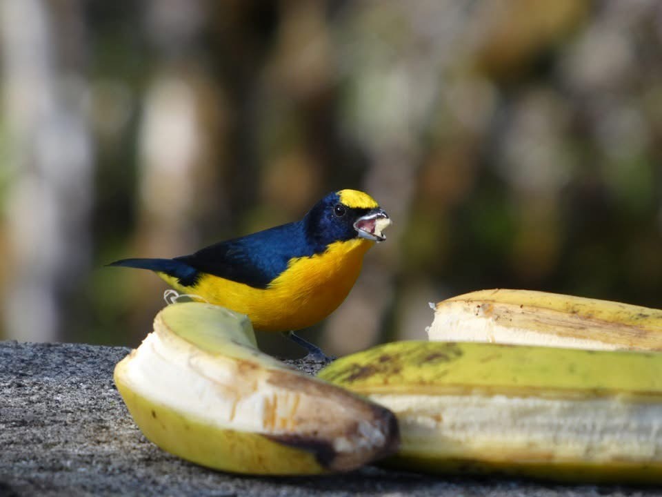 Thick-billed Euphonia - ML646376978