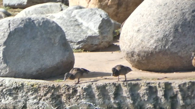 Ánade Azulón - ML646376980