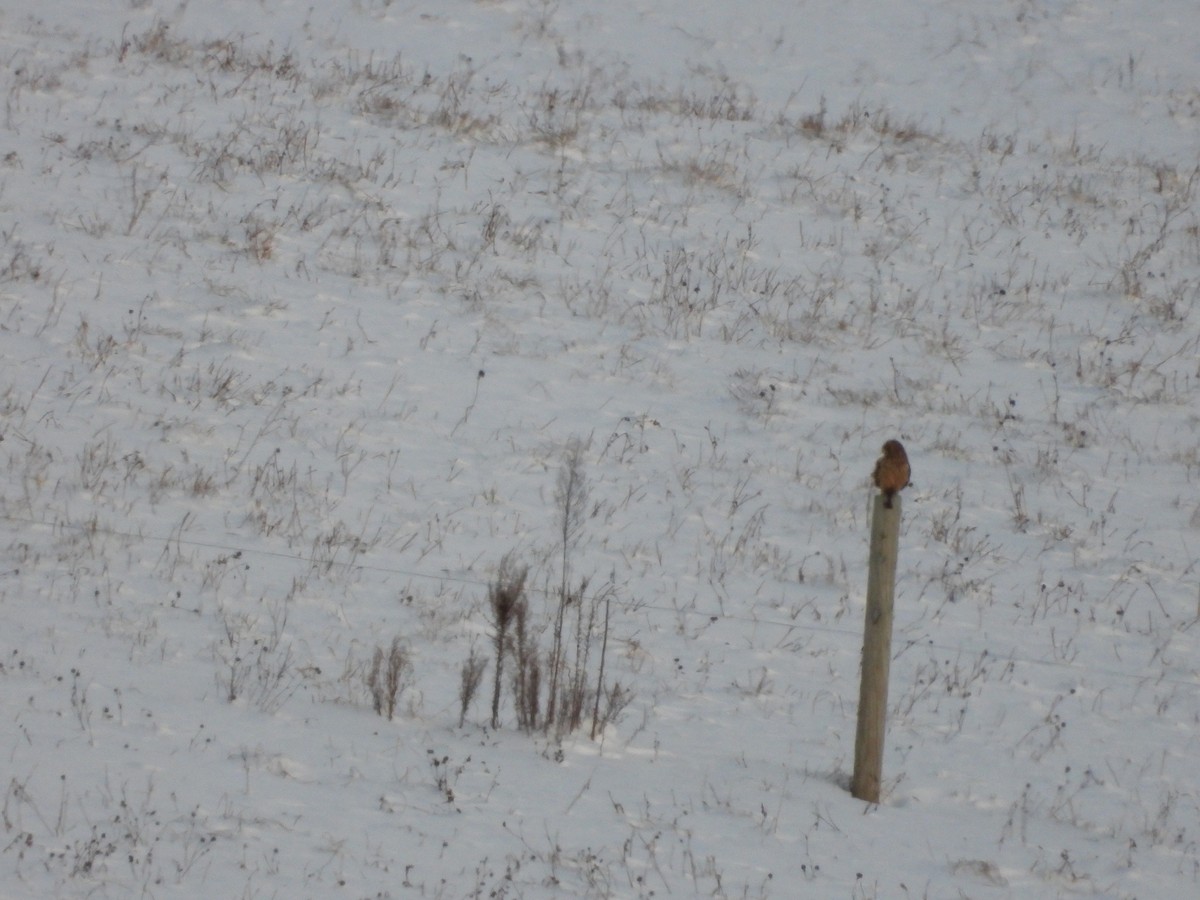 Zingira-hontza - ML646376981