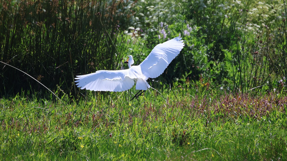 Great Egret - ML646376986