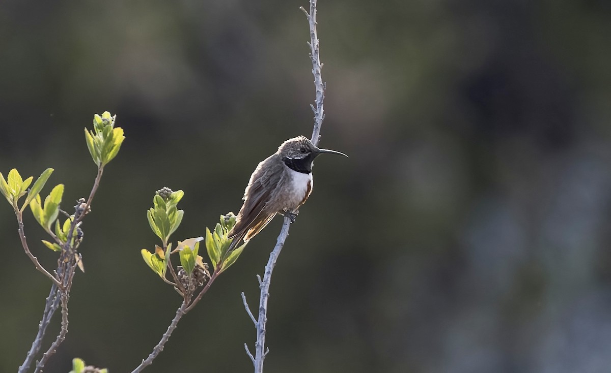 Andean Hillstar - ML646376988