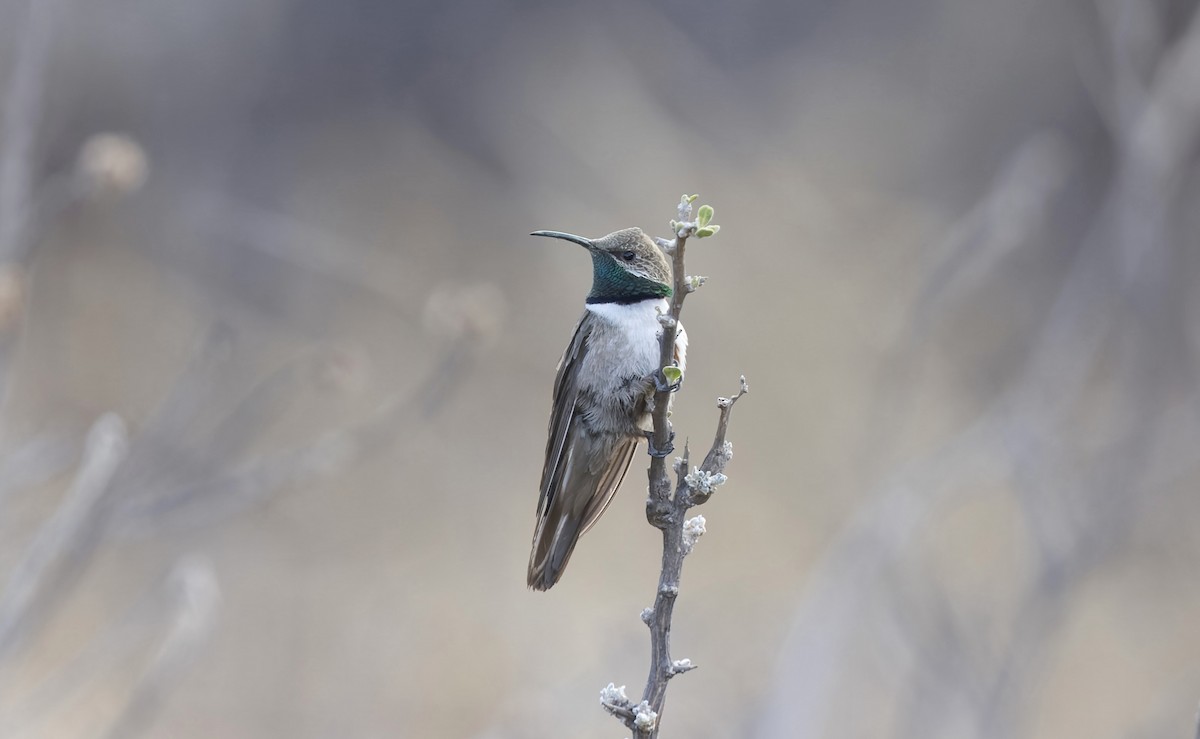 Andean Hillstar - ML646376991