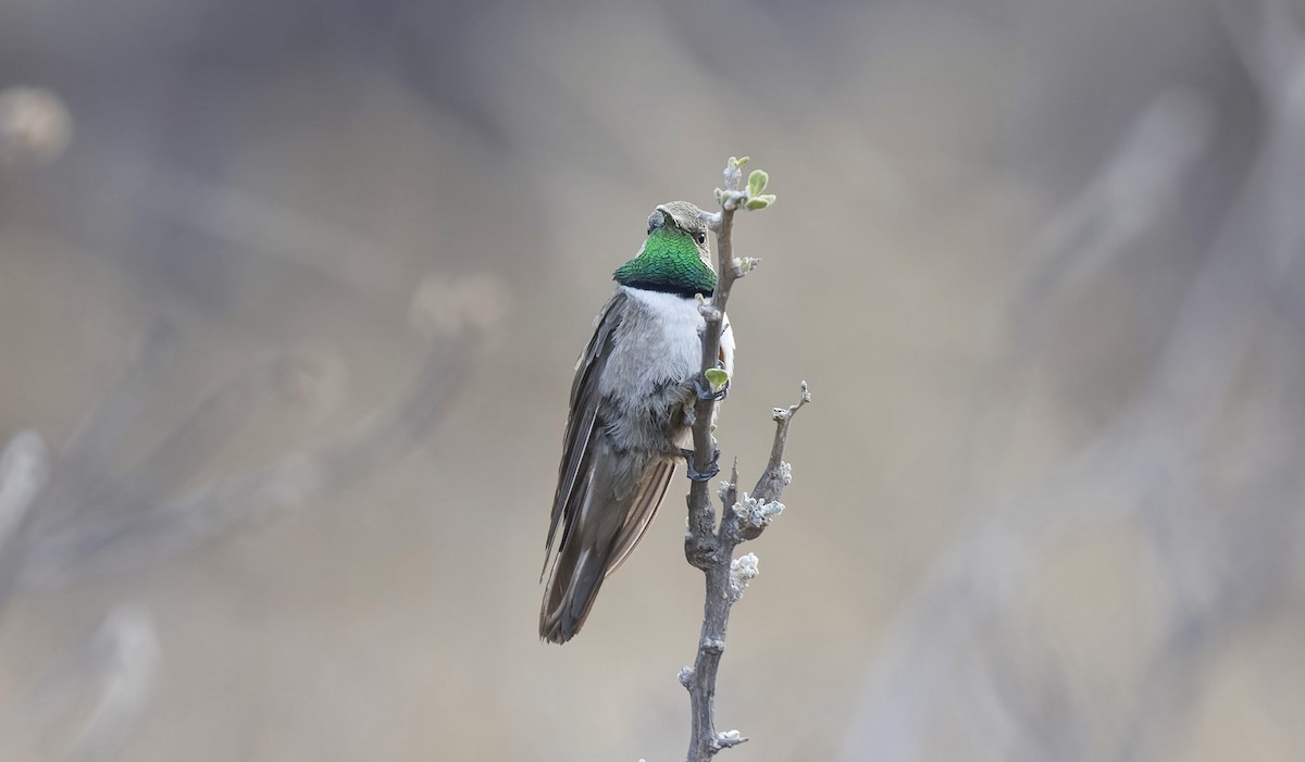 Andean Hillstar - ML646376992