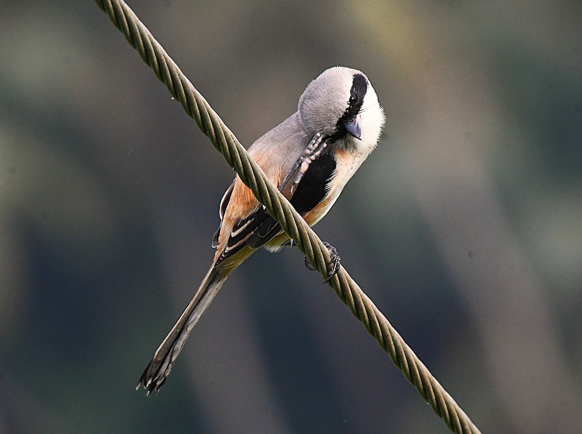 Long-tailed Shrike - ML646376993