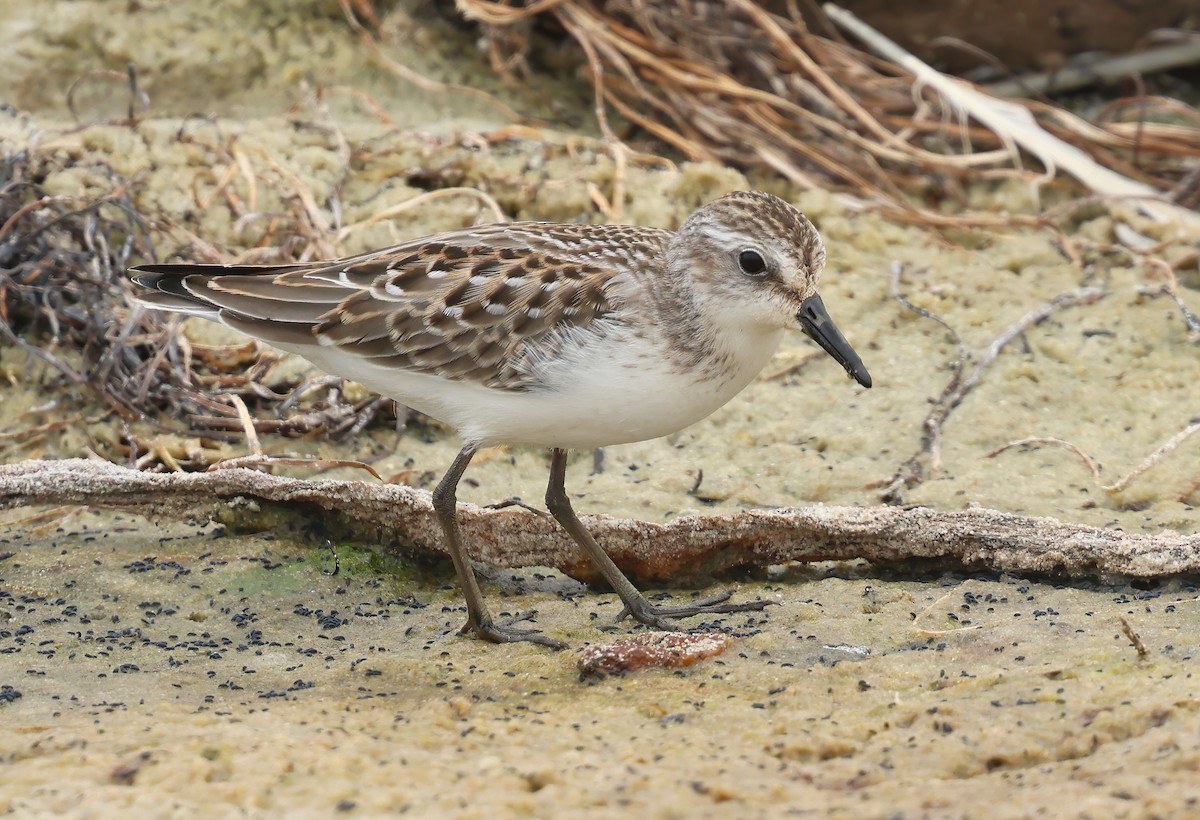 Semipalmated Sandpiper - ML646376994