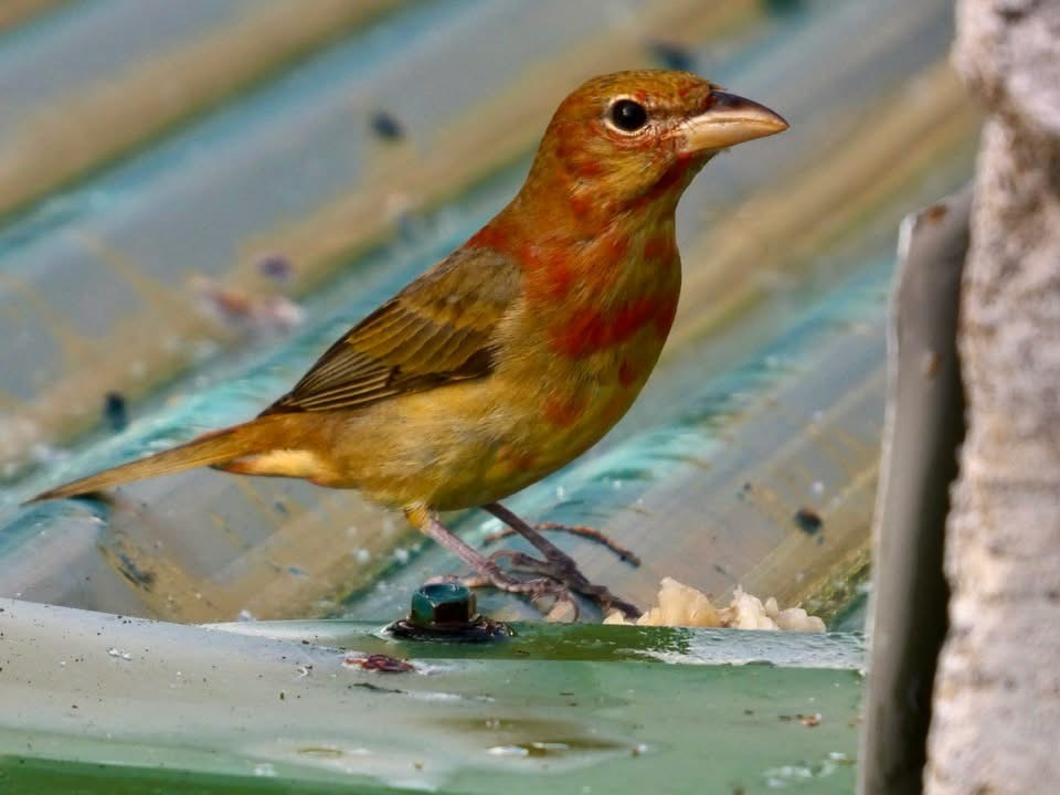 Summer Tanager - ML646377016