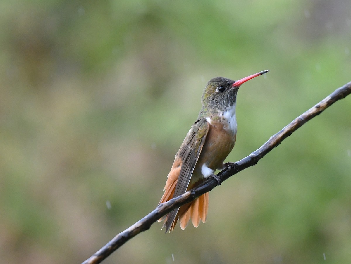 Amazilia Hummingbird - ML646377024