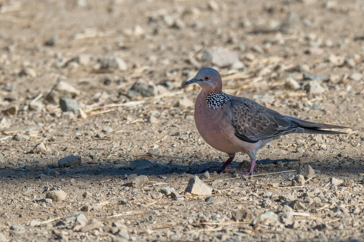 Spotted Dove - ML646377026