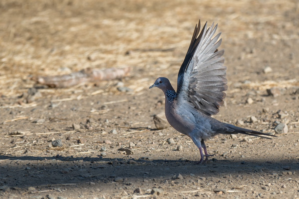 Spotted Dove - ML646377027