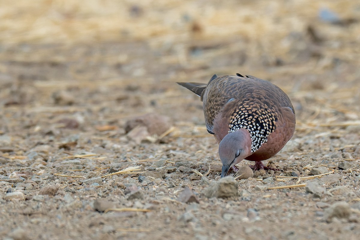 Spotted Dove - ML646377028
