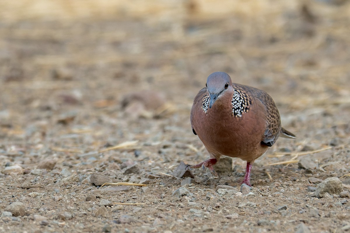 Spotted Dove - ML646377029