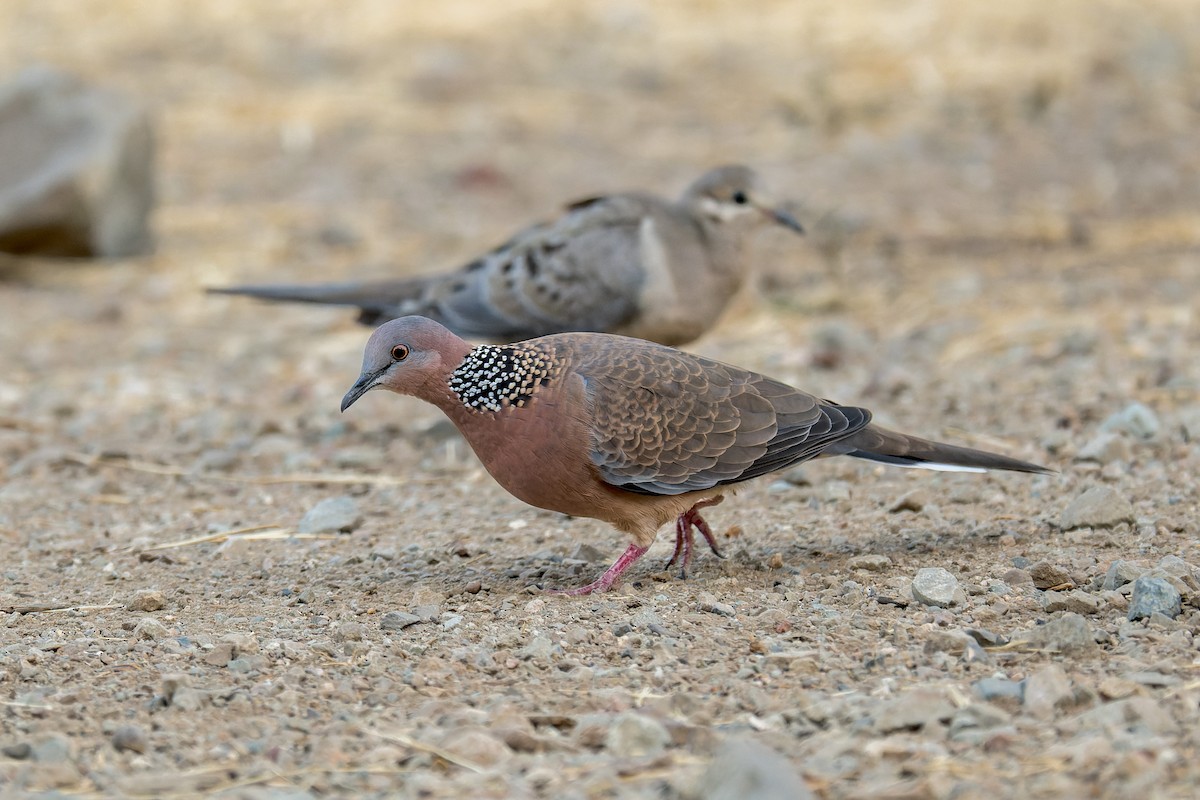 Spotted Dove - ML646377030