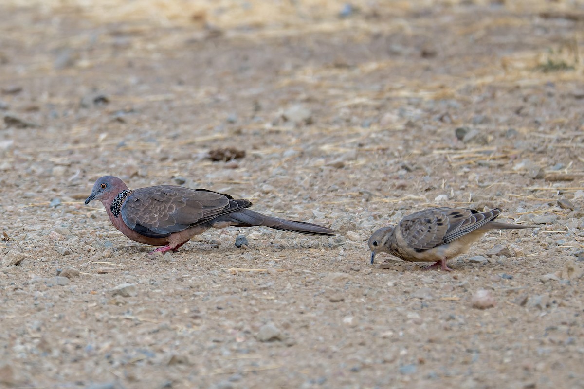 Spotted Dove - ML646377031
